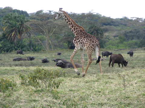 Büffel und Giraffe